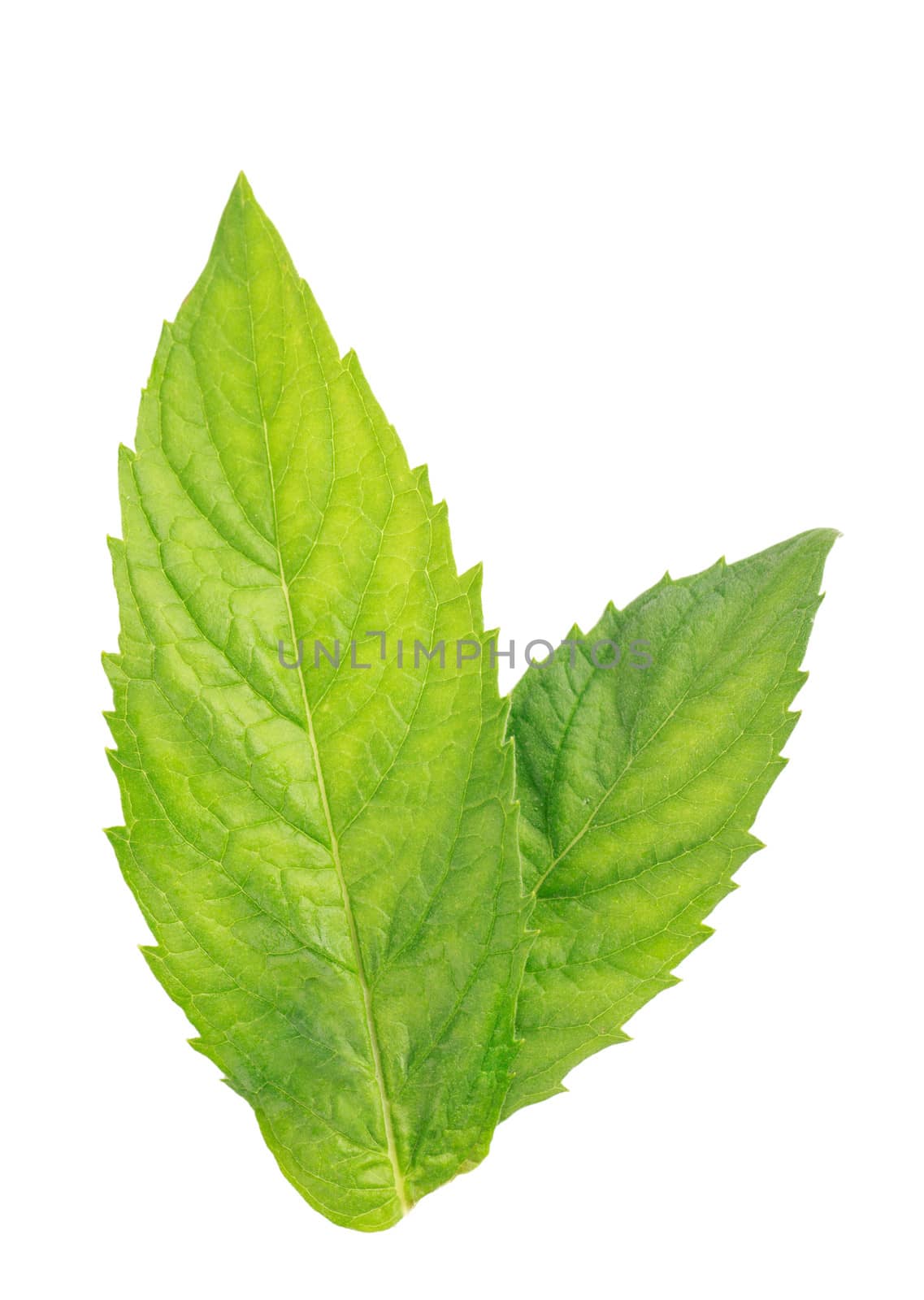 Two fresh green mint leaves isolated over white background
