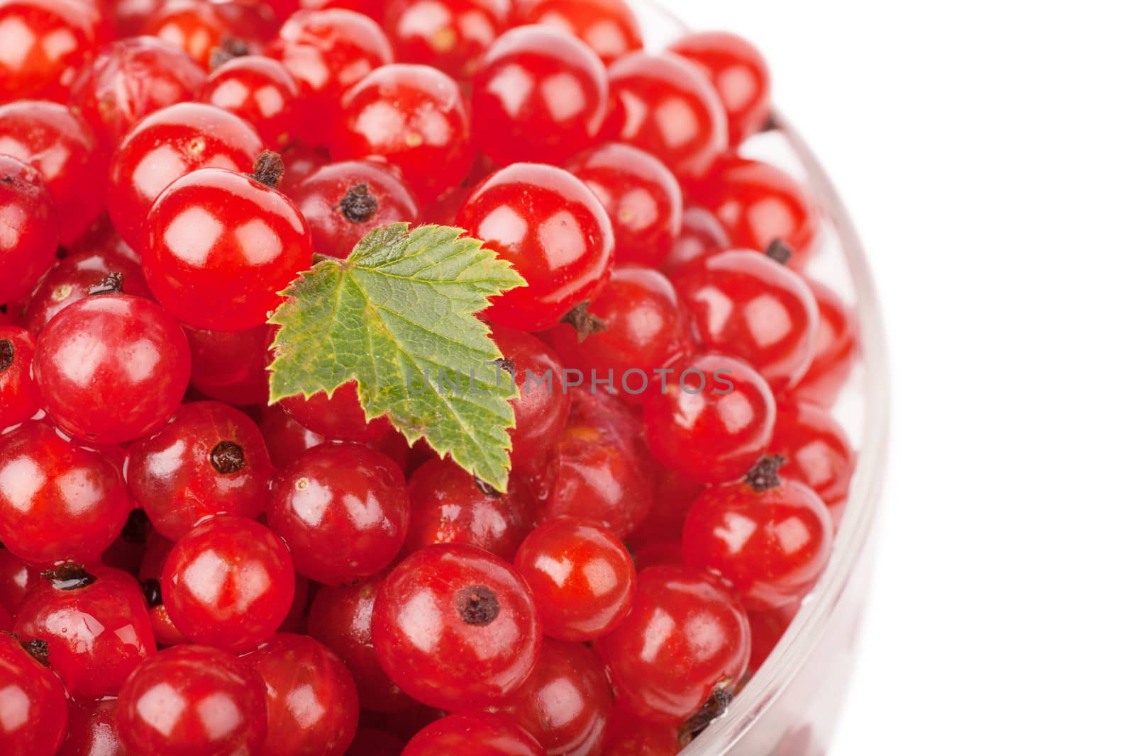 Red currants with green leaf over white background