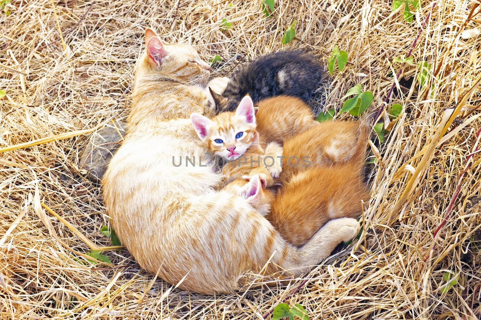 Mother cat with young kittens in the wild