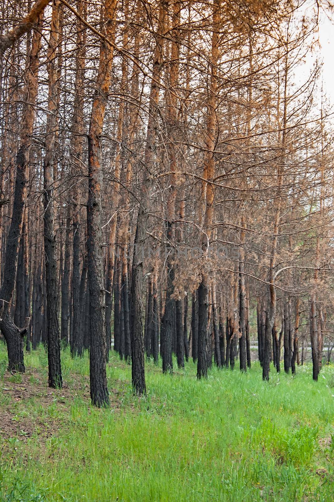 pine forest after fire by oleg_zhukov