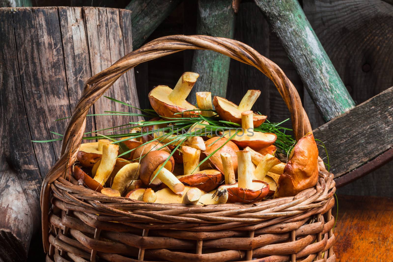 Still life of yellow boletus mushrooms in a basket