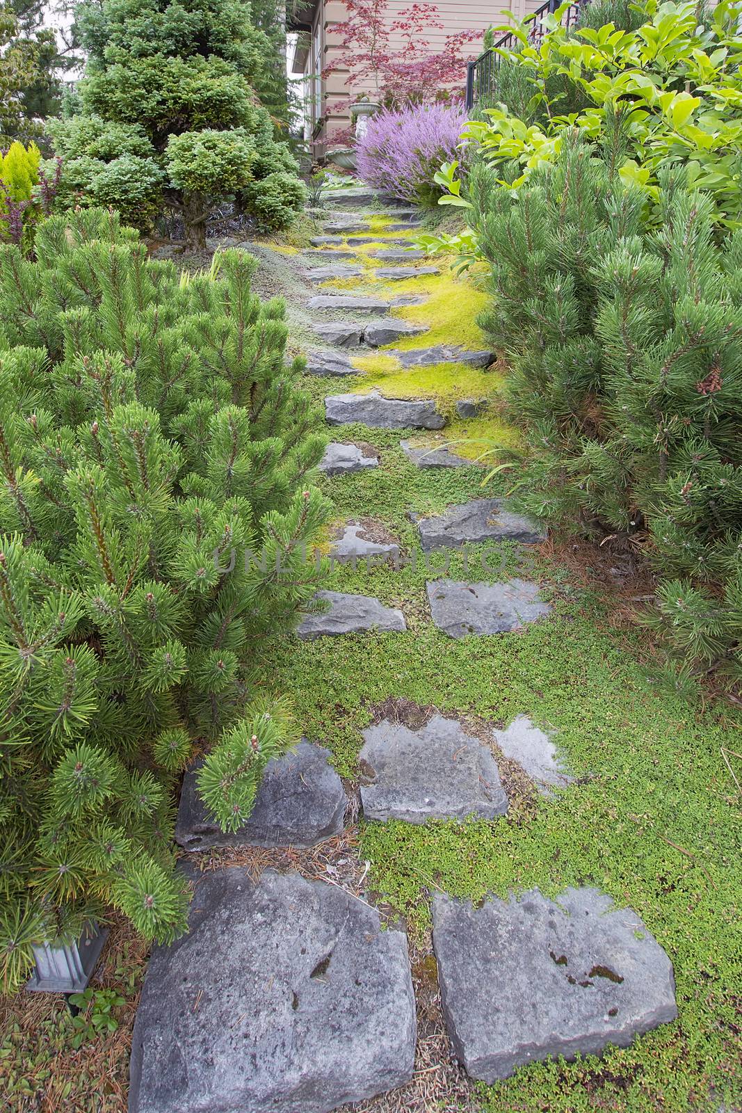 Natural Stone Steps with Green Moss and Creeping Thyme Ground Cover Going Up to Frontyard Garden