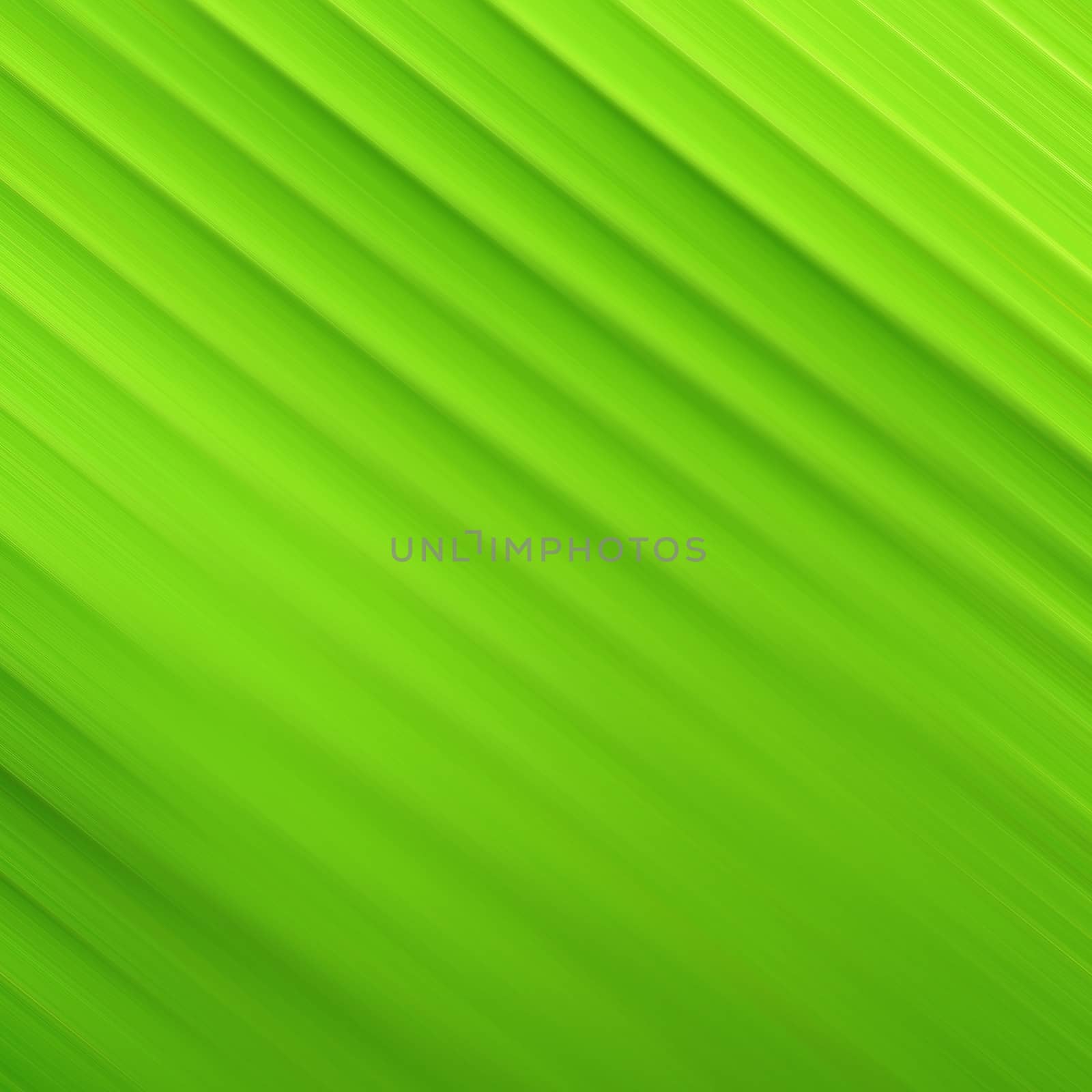 Close up of  Green Leaf for background