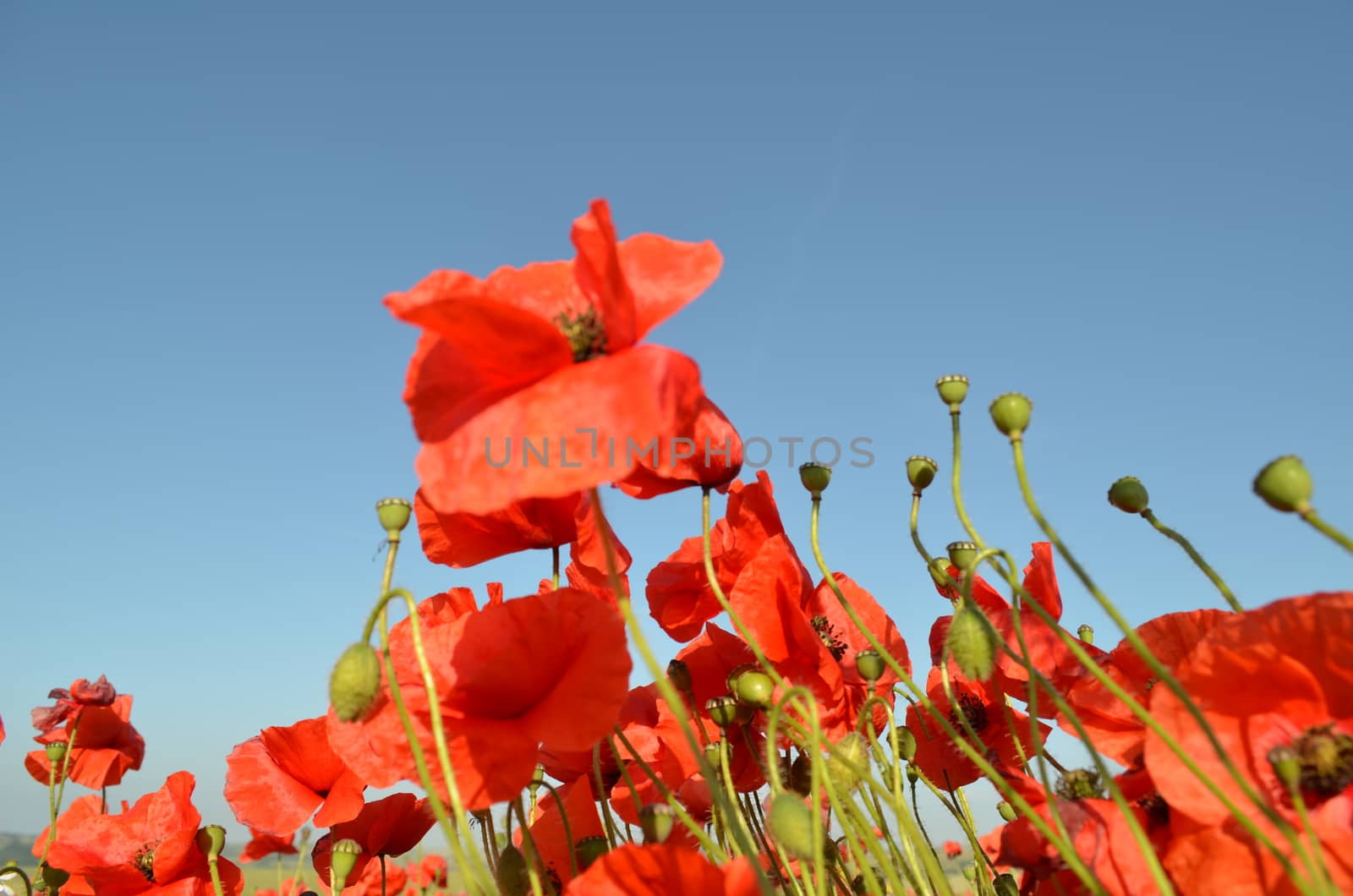 Red poppy field by bunsview