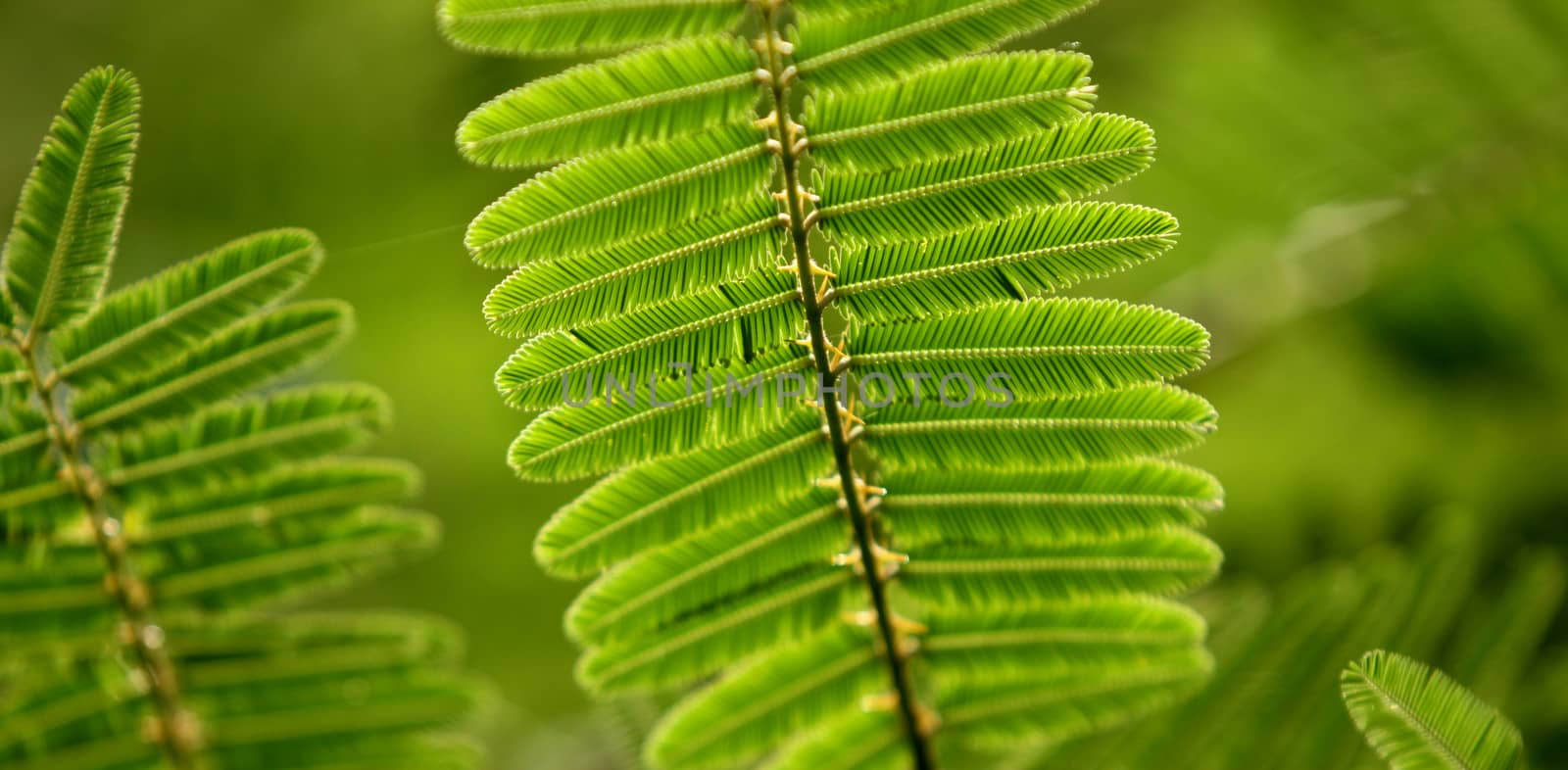 Close up of  Green Leaf