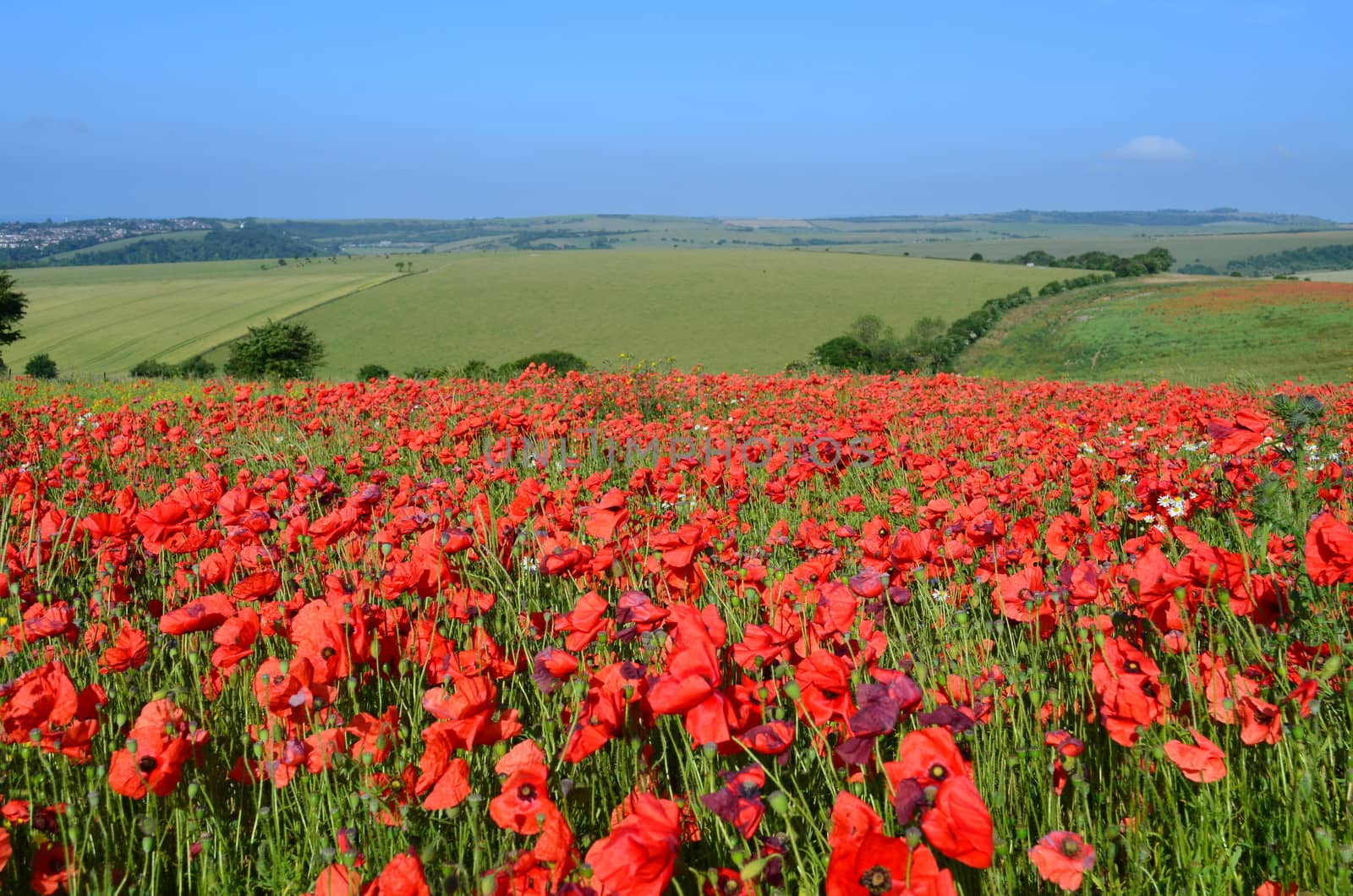 Red poppies on the South Downs National Park in Sussex,England.Shot taken mid morning in June 2013.