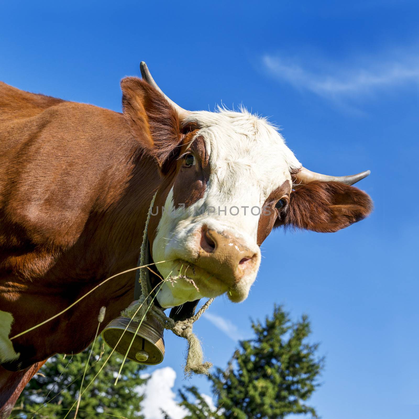 Cow, farm animal in the french alps, Abondance race cow, savy, beaufort sur Doron