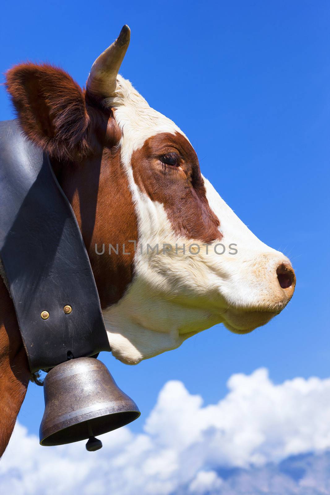 Portrait of Brown milk cow in blue sky