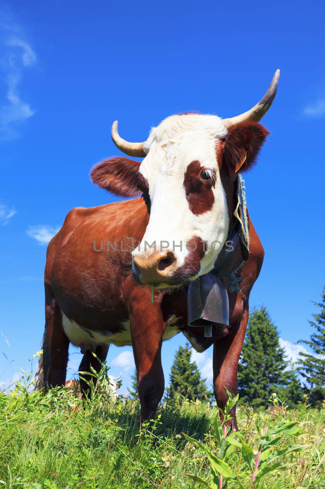 Brown milk cow in a meadow of grass and wildflowers with the Alps in the background
