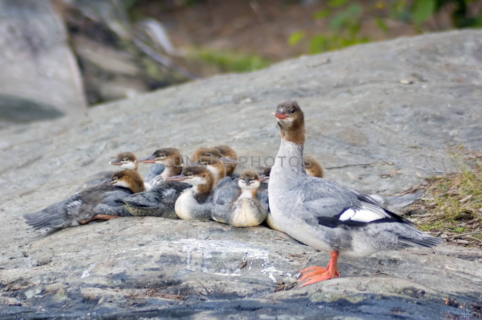 Common Merganser family on the rock shore of the lake