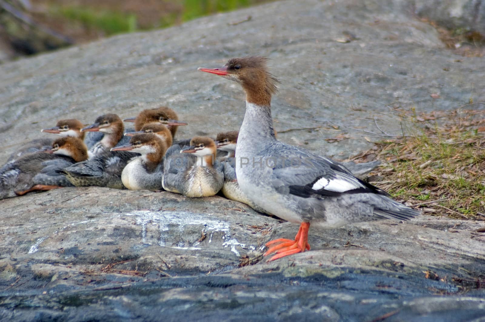 Common Merganser family on the rock shore of the lake