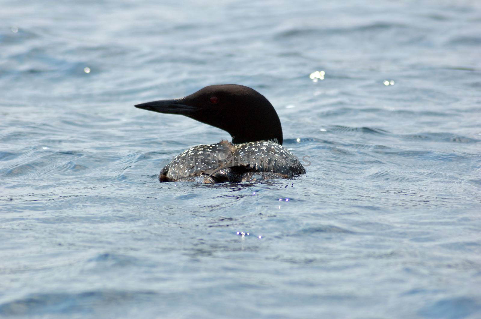 Common loon in blue water of north lake. Immer gavia
