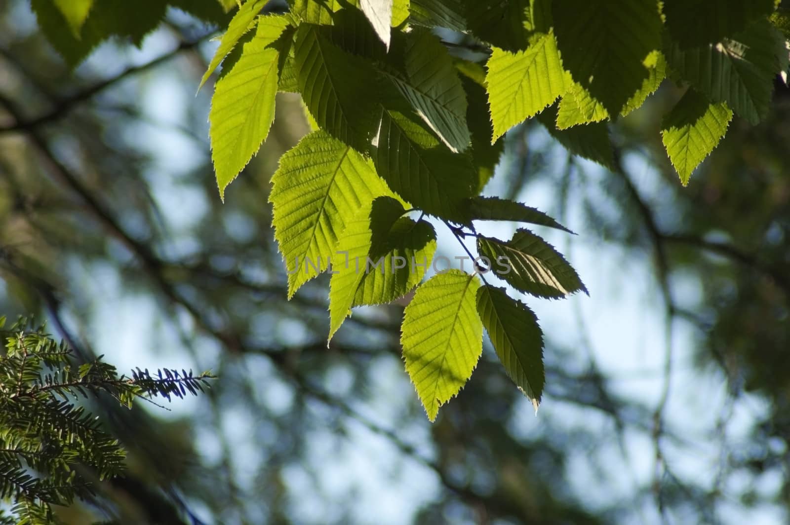 Birch leaves by PavelS