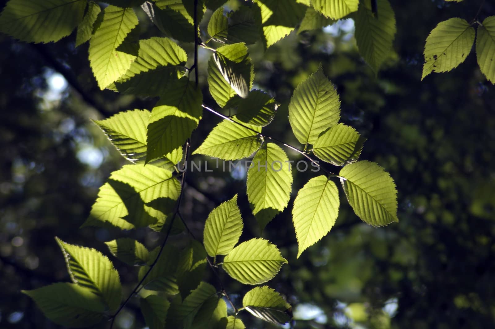 Birch leaves in sutlit on blur forest background