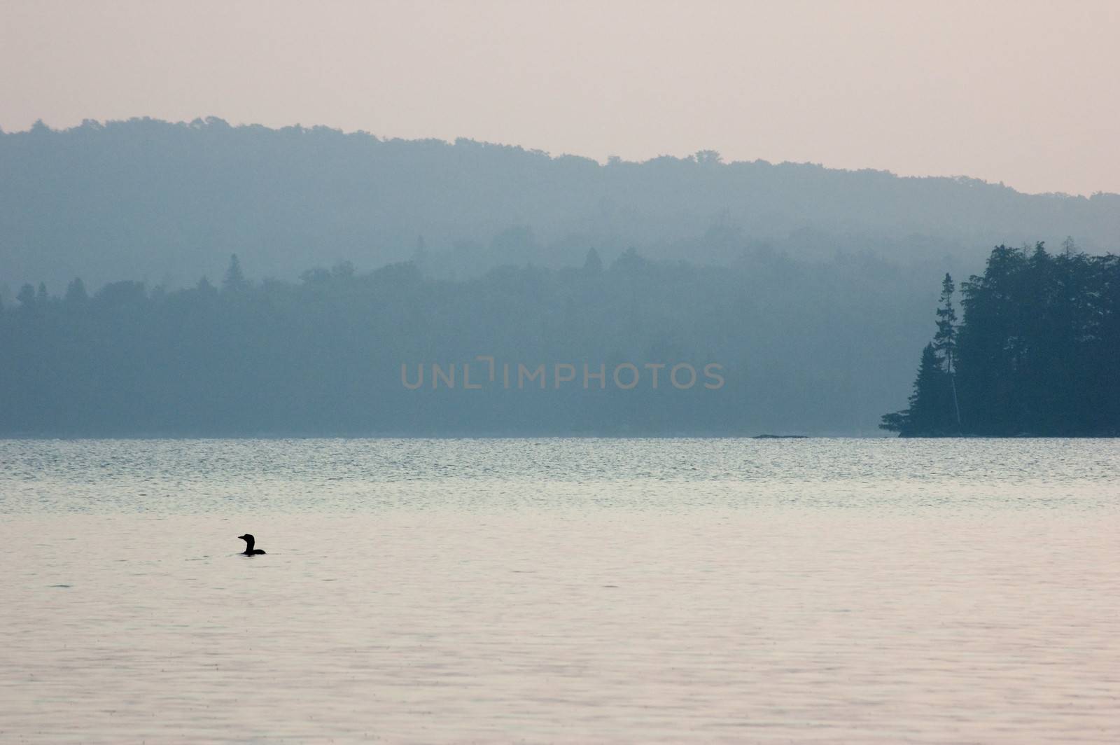 Common loon on the lake at the sunrise