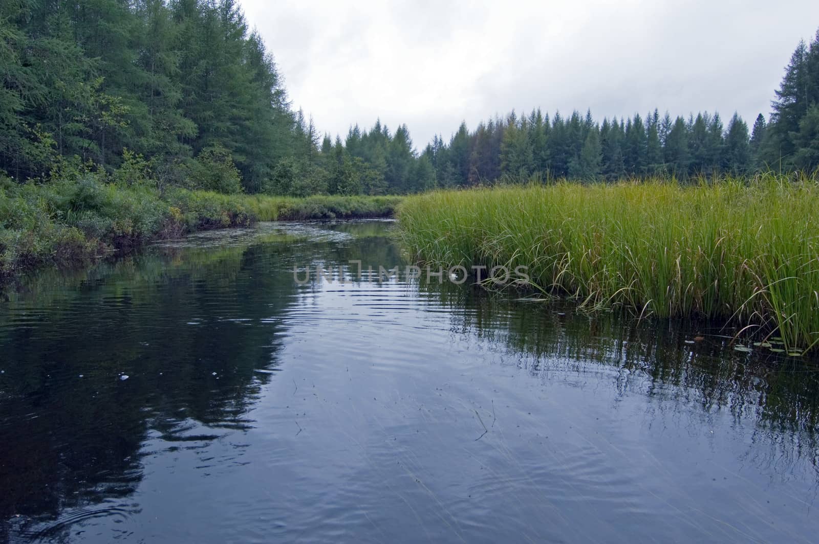 Wetland part of Otterslide Lake in Algolquin Park 