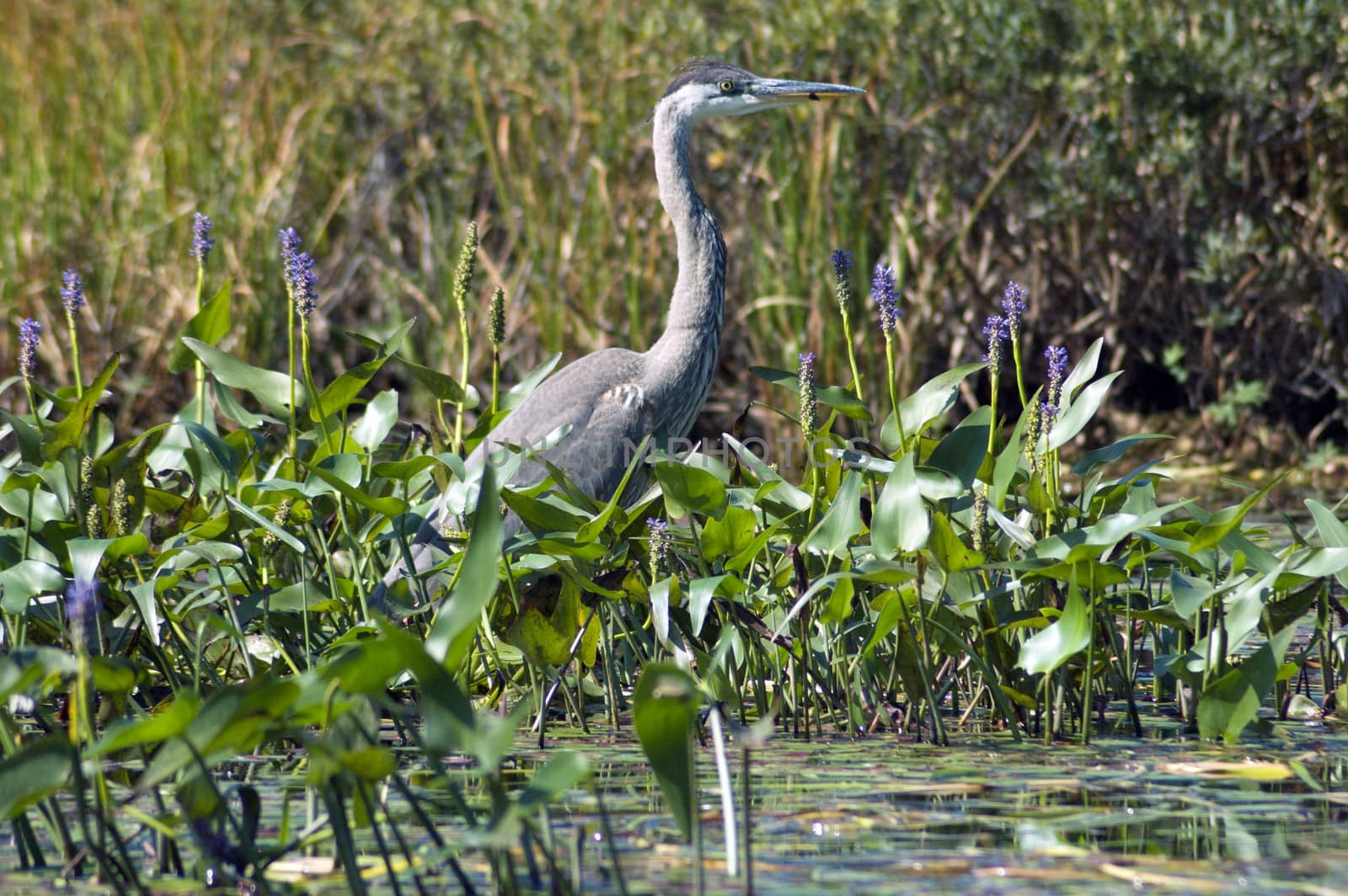 great blue heron by PavelS