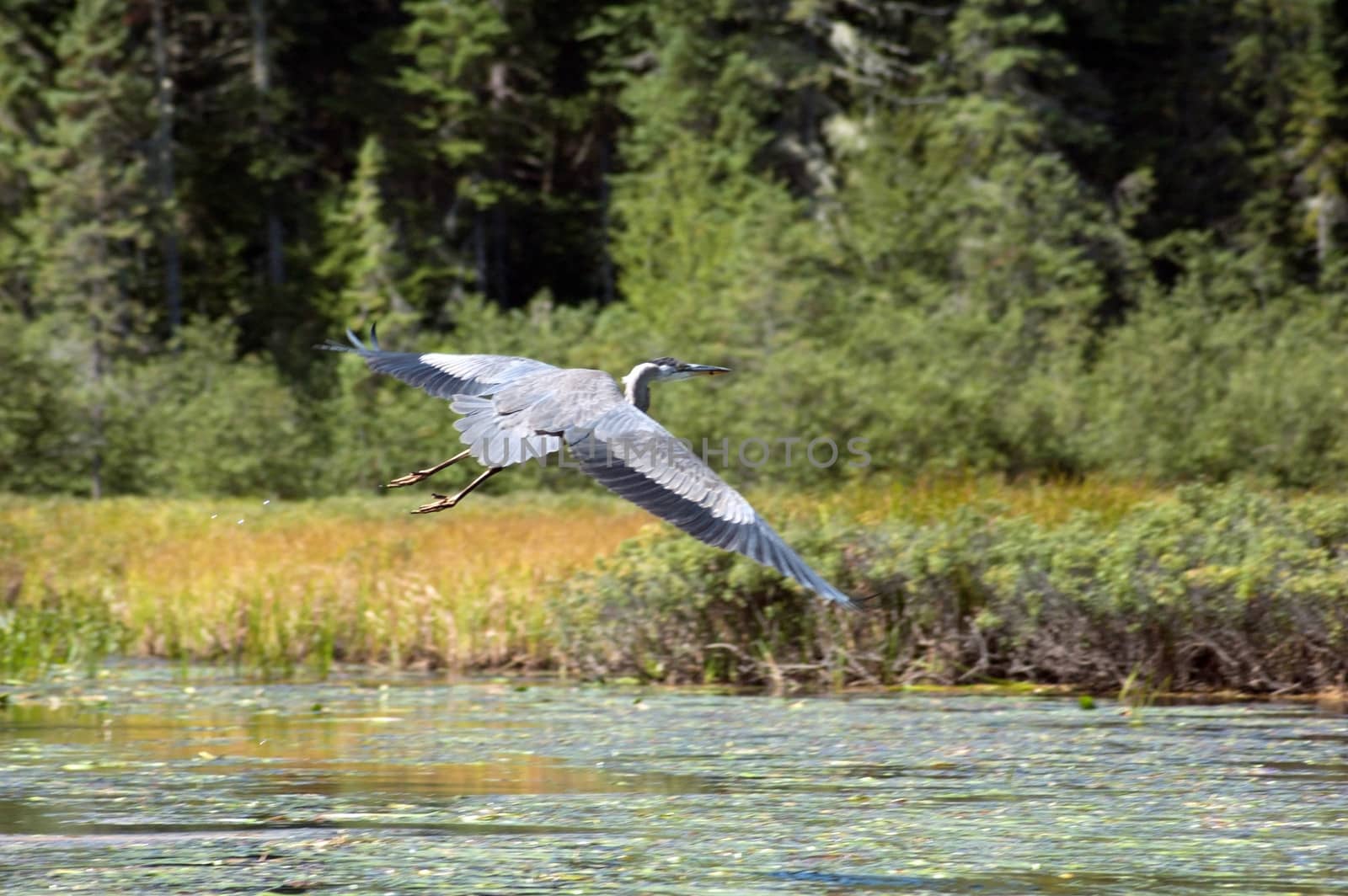 great blue heron in flight over wetland