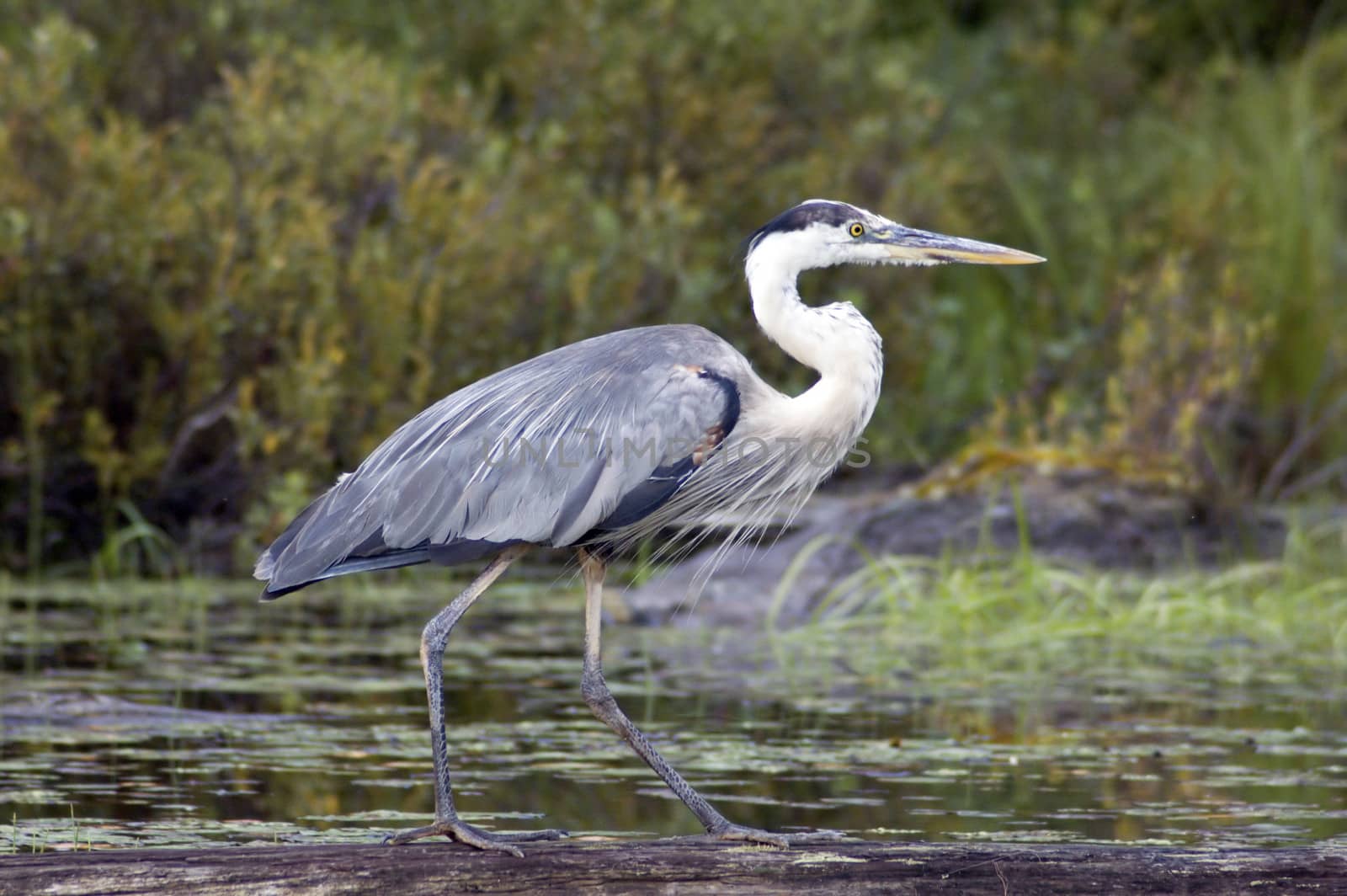 great blue heron walking on fallen tree trunk