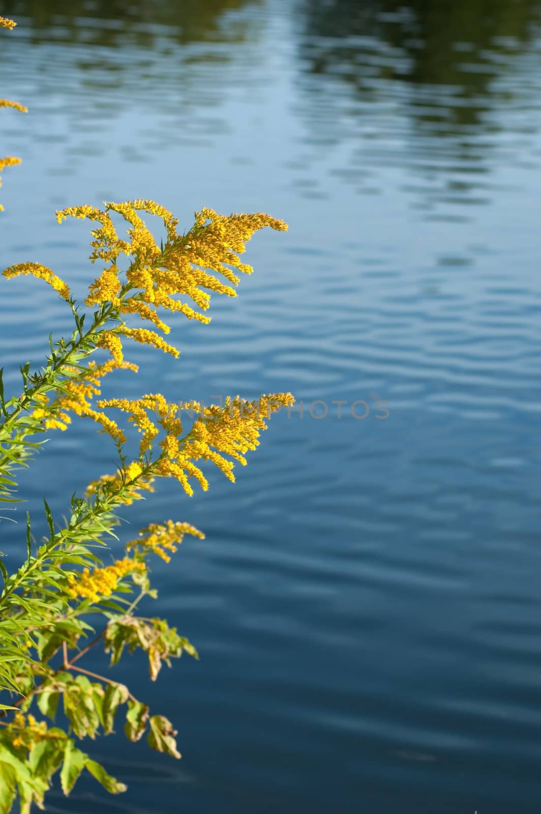 Goldenrod (disambiguation) in sunlit on blue background