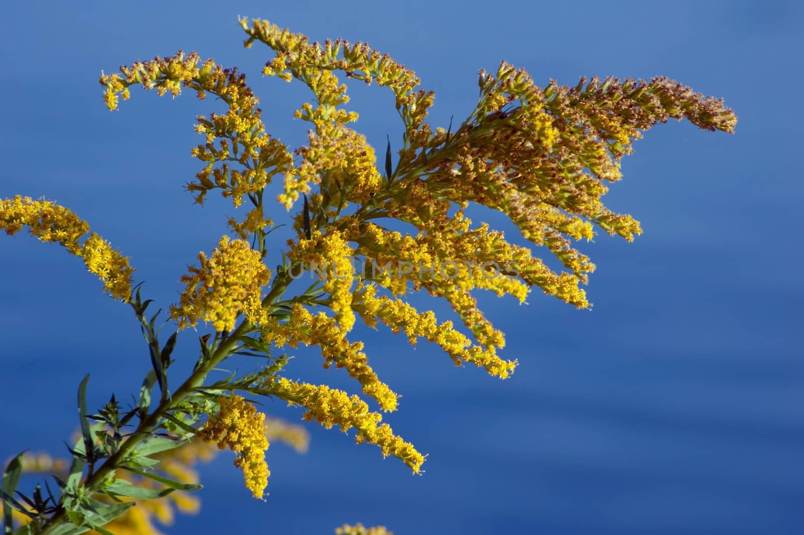 Goldenrod (disambiguation) in sunlit on blue background