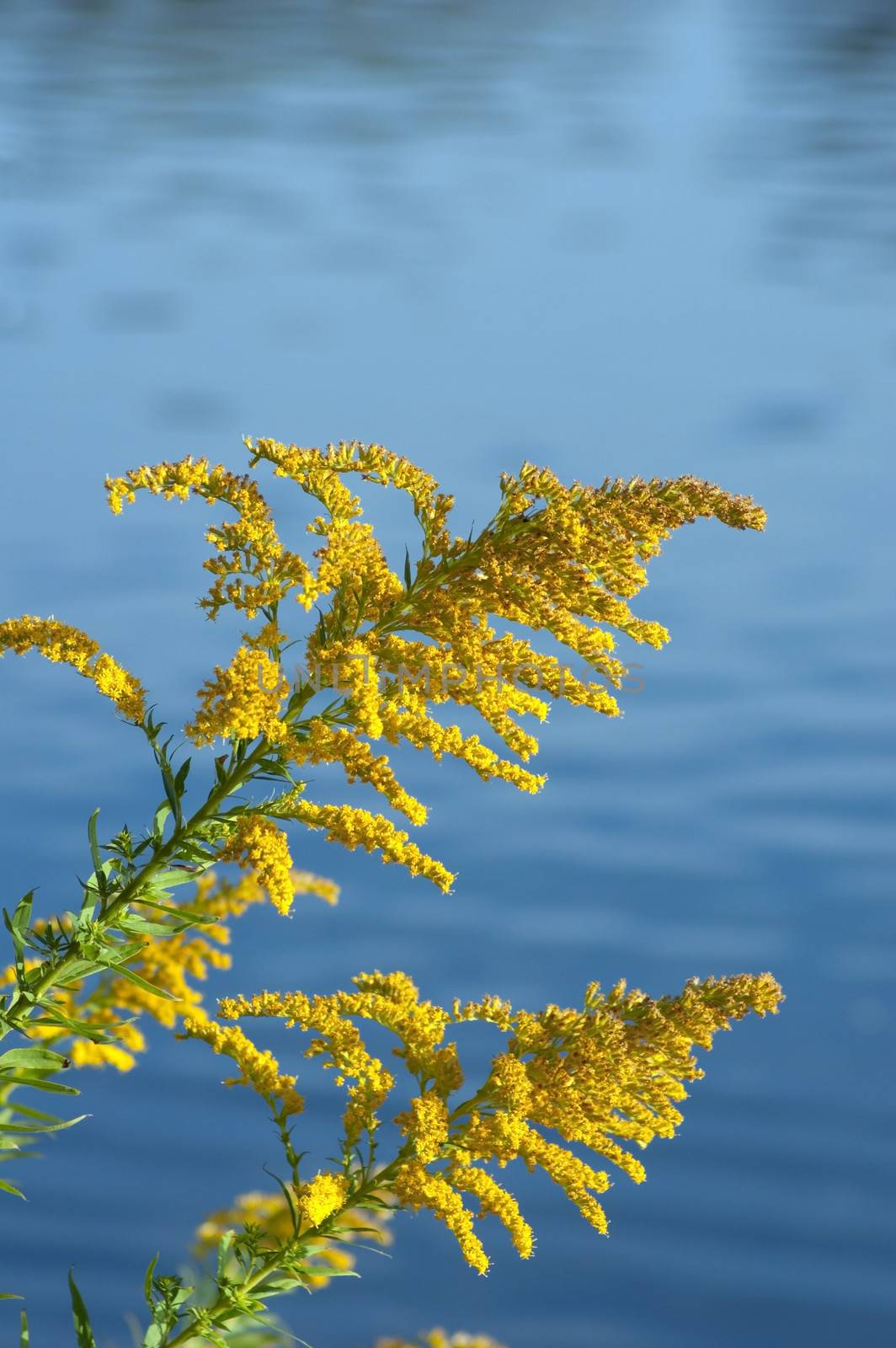 Goldenrod by PavelS