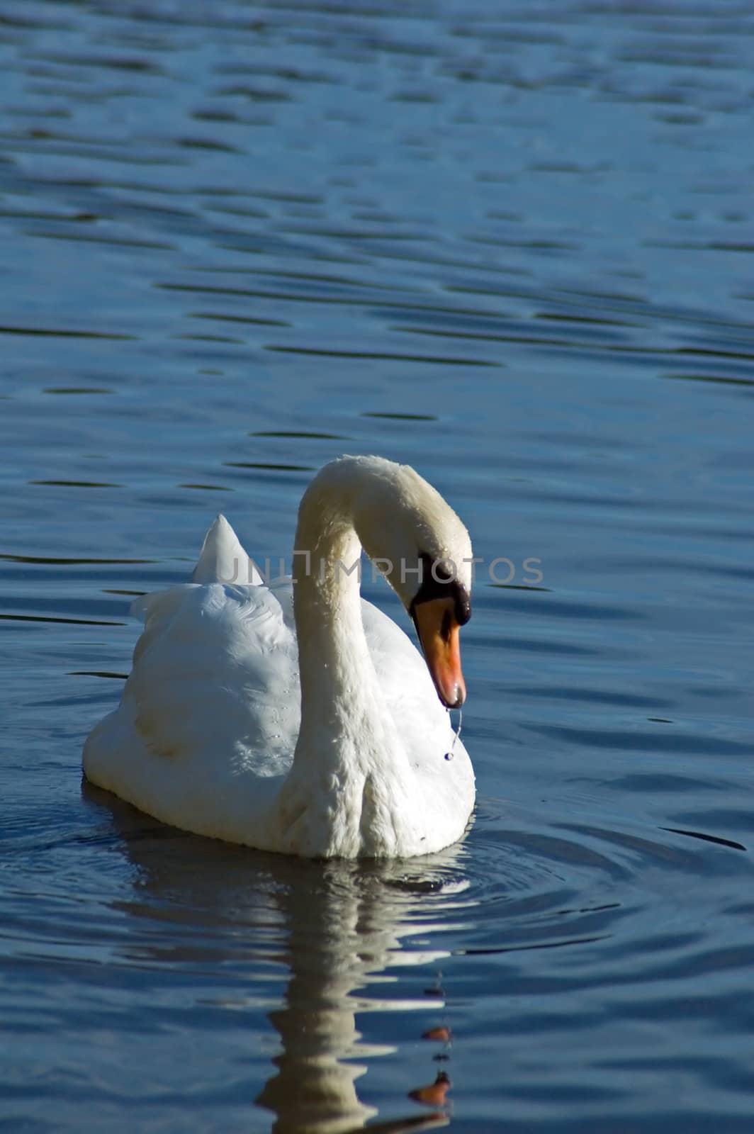 White swan on the dark water of pond