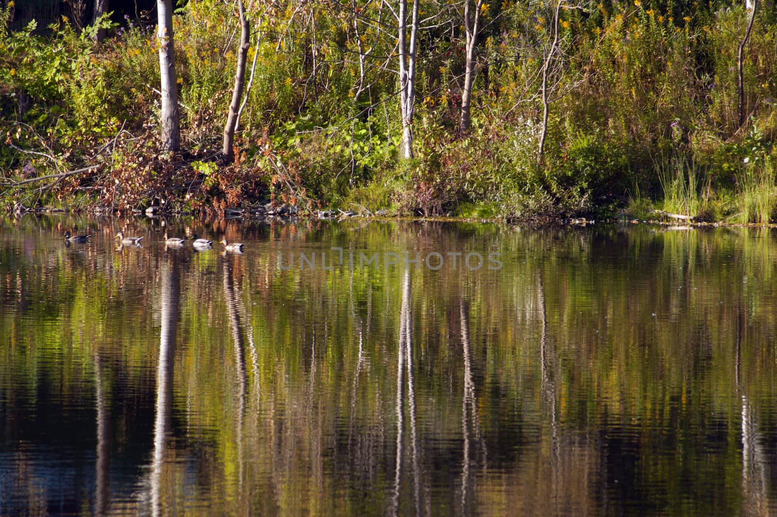 Mill Pond, Ontario. Reflection of trees branches in water