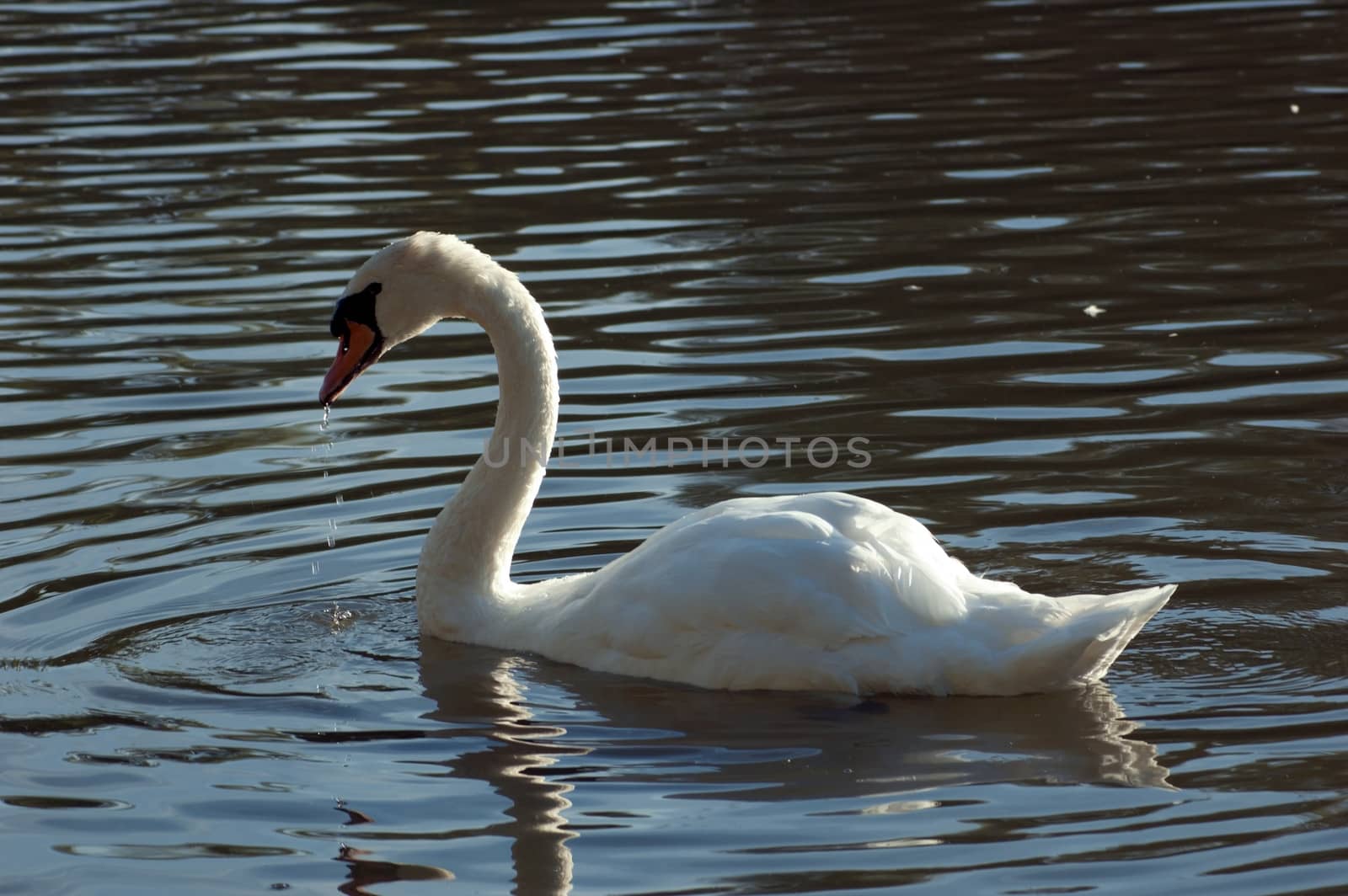 White swan on the dark water of pond