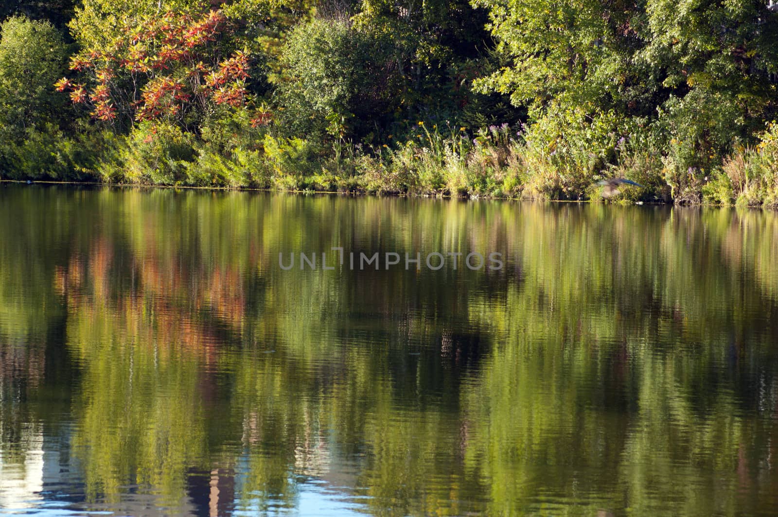 Reflection in pond water