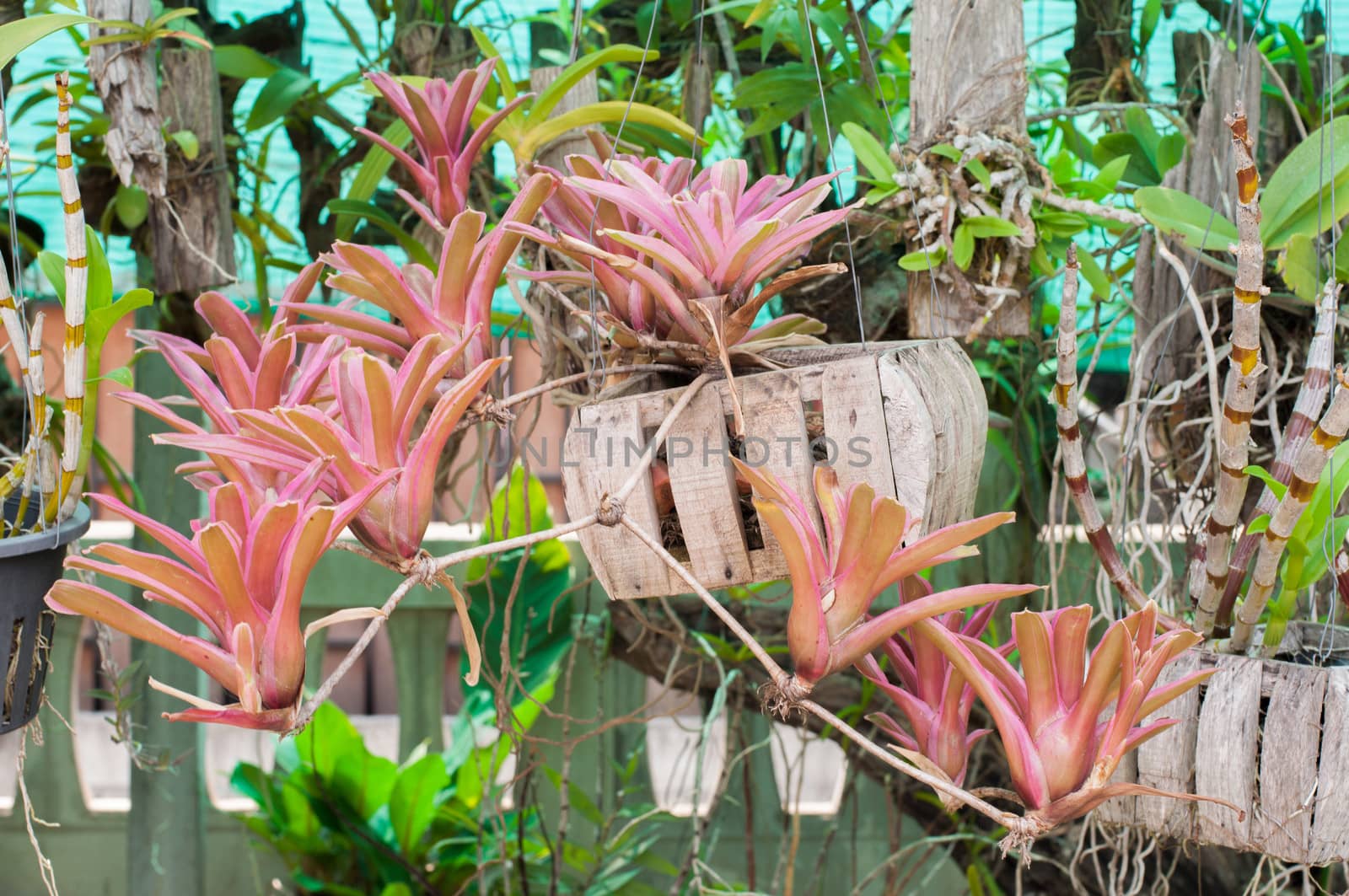 pink sedge trees in Thailand
