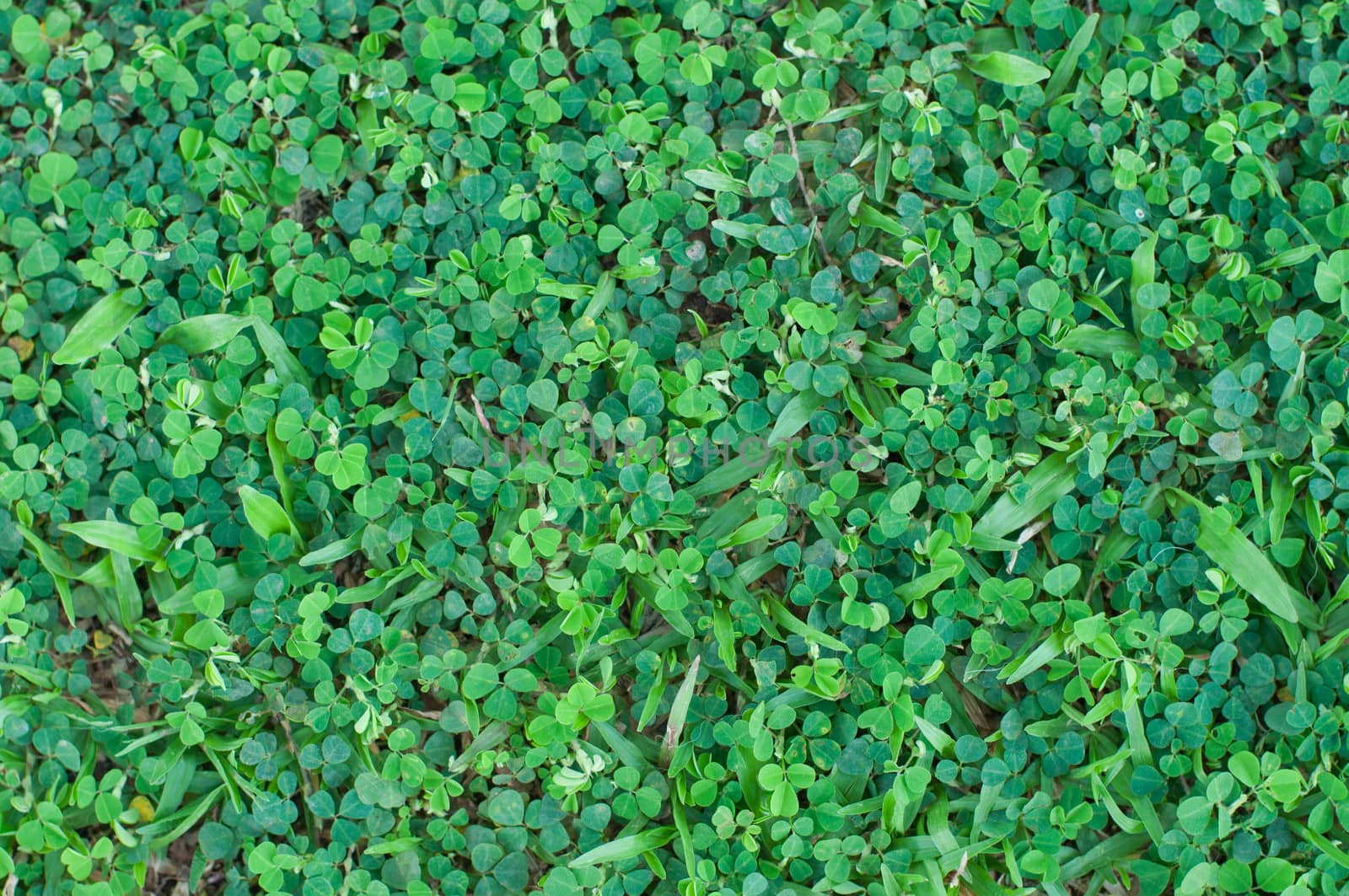 a green field background