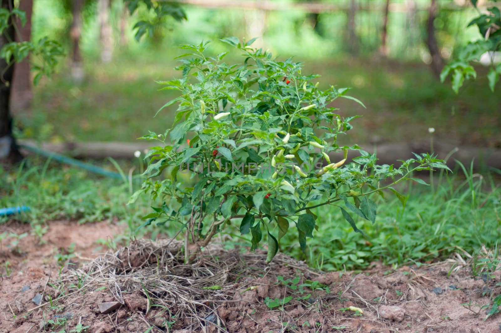 a chilli tree