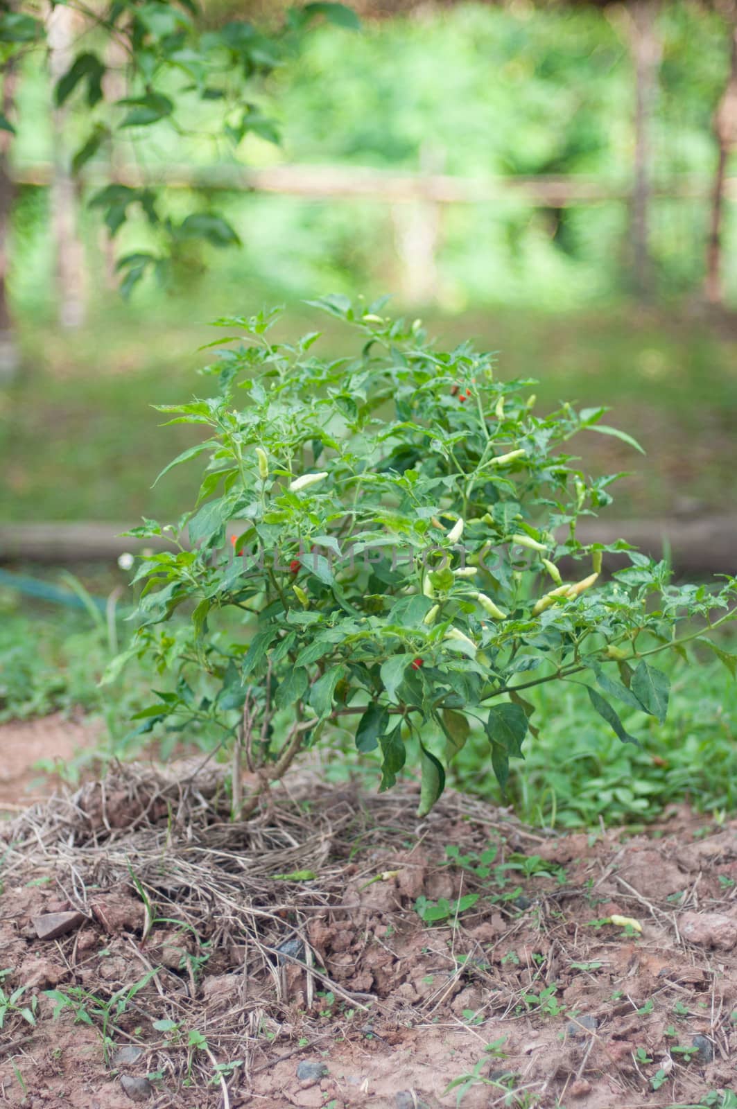 a chilli tree
