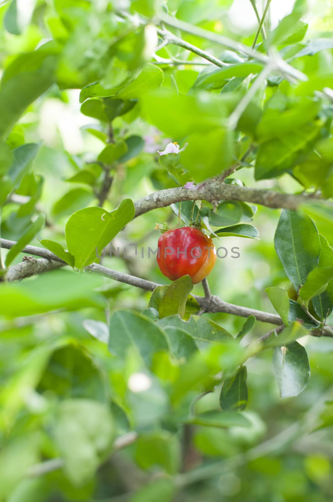 a cherry tree