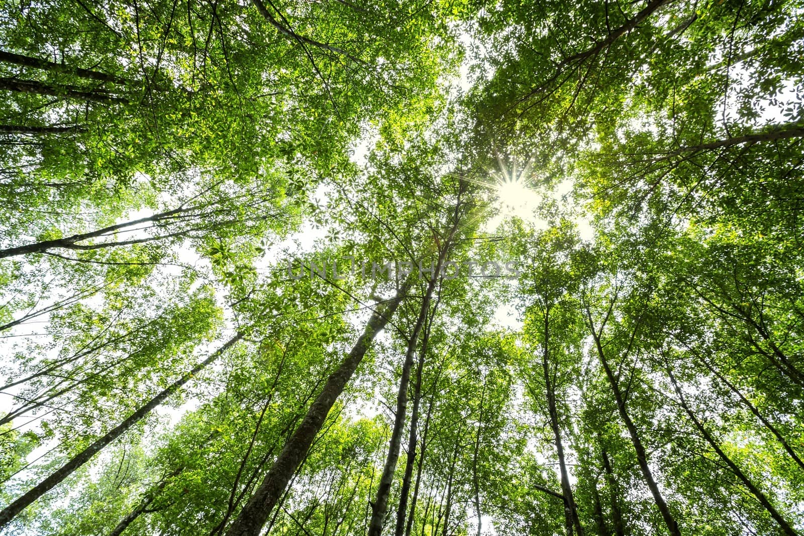 nature green wood forest trees with sunlight backgrounds.
