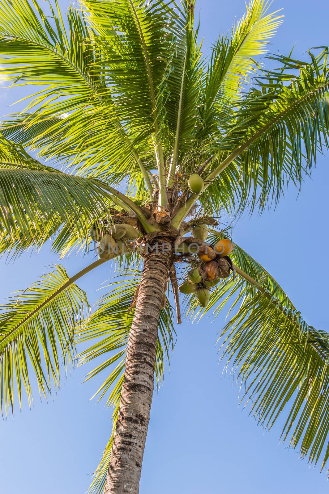 coconut trees.Trees and a bright blue sky.