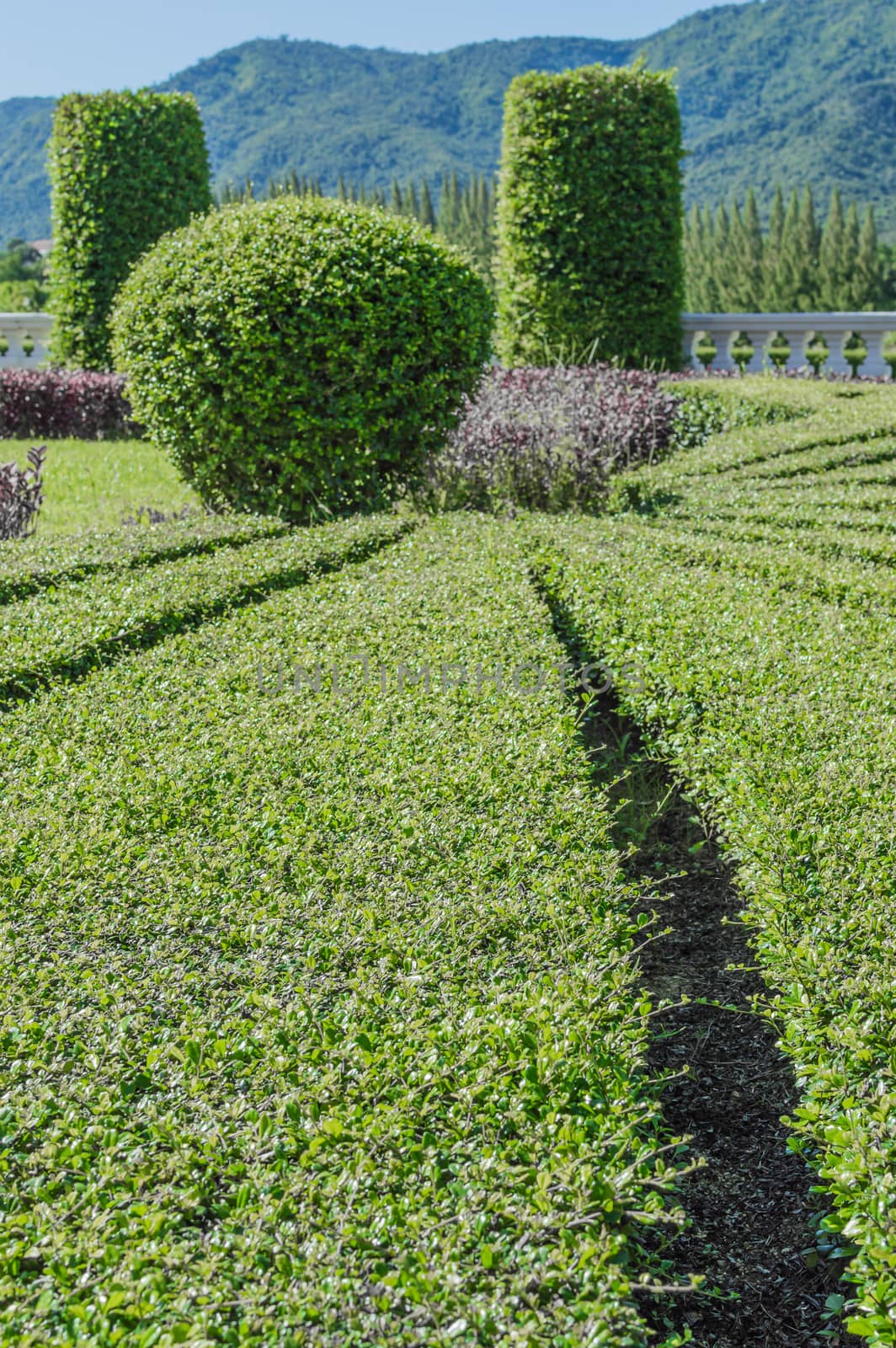 Landscaping trees on the resort.The result of ideas. Creativity makes a beautiful garden.