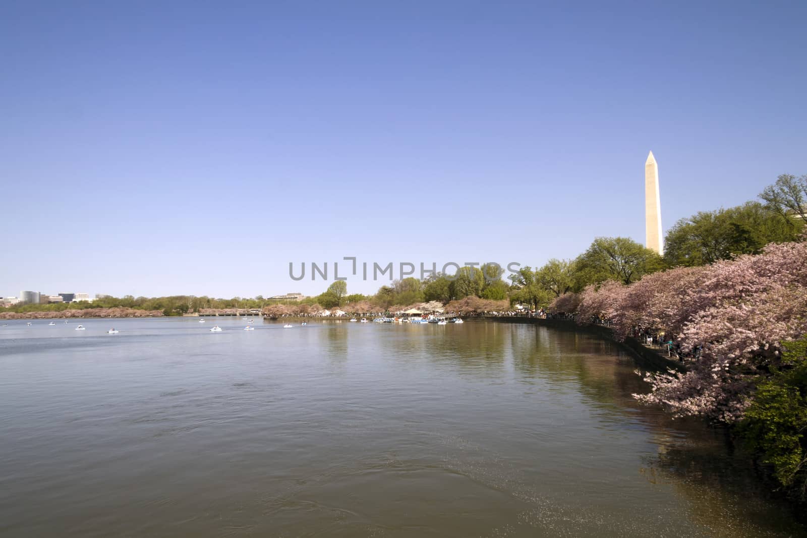 Washington Monument in Washington D.C. and the Cherry Blossoms