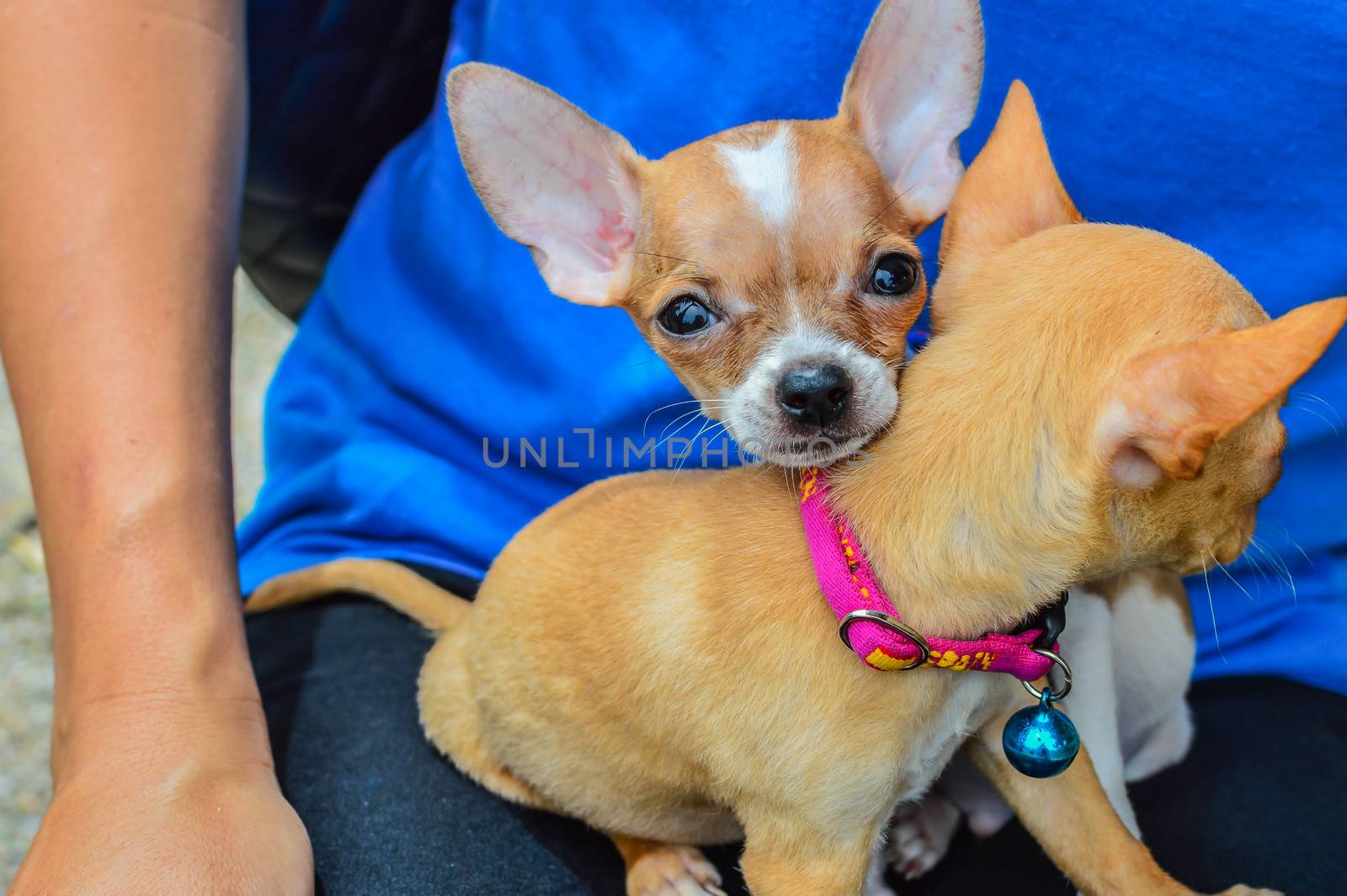 Chihuahuas puppy sitting on a lap.