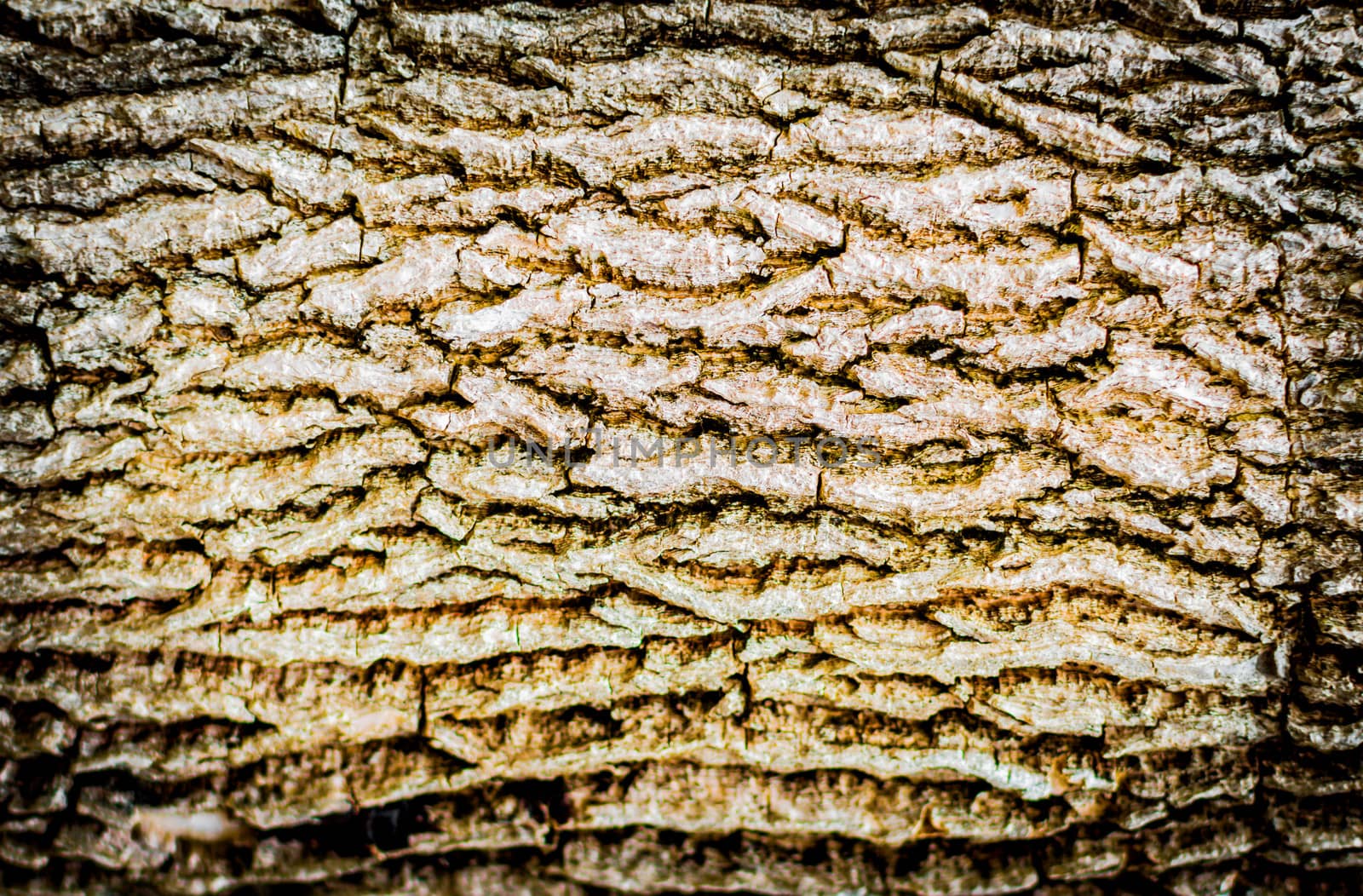The surface of the tree. For text, image and web site wallpaper.