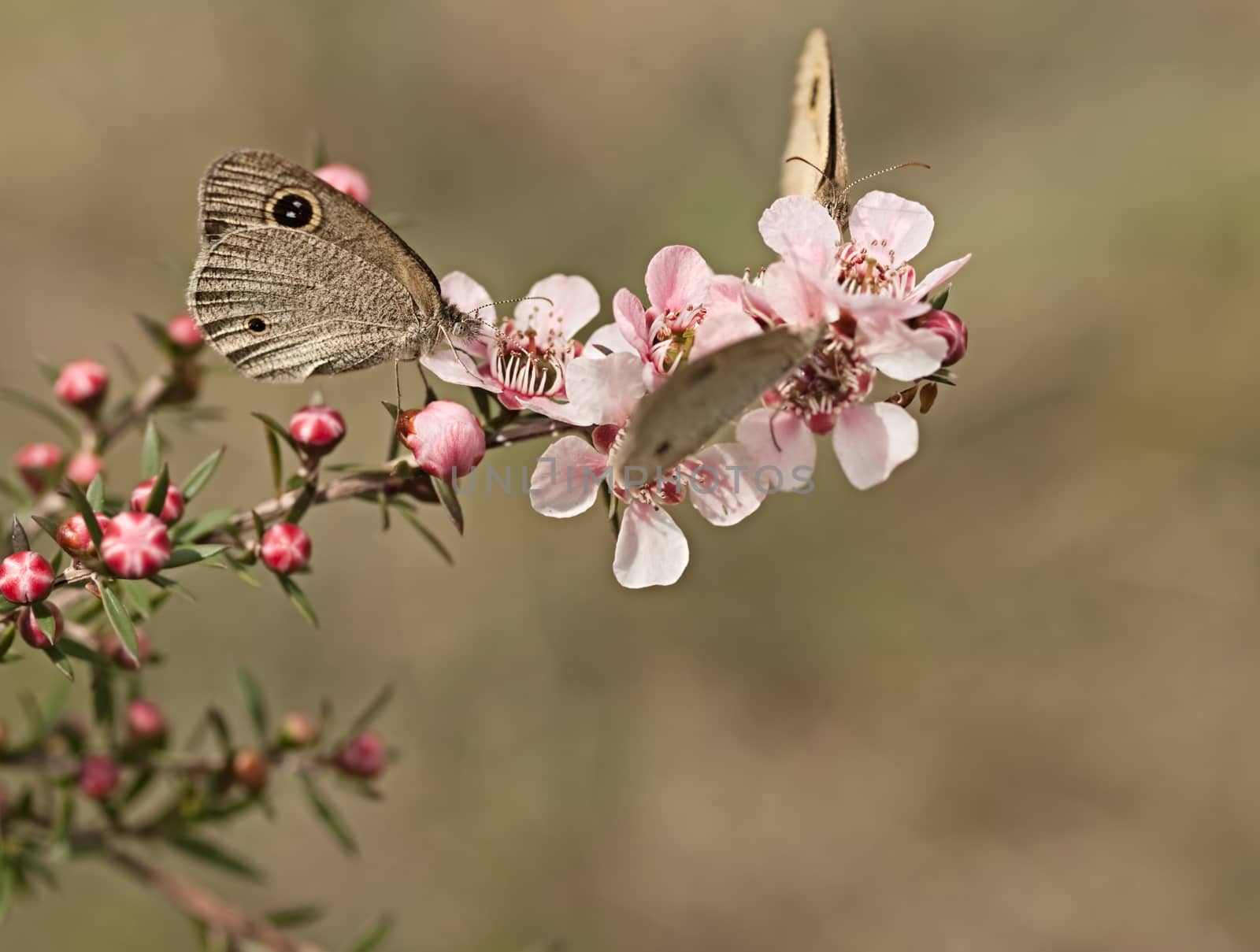 Australian Dingy Ring or Dusky Knight Ypthima arctous butterfly on native wildflower leptospernum pink cascade flowers