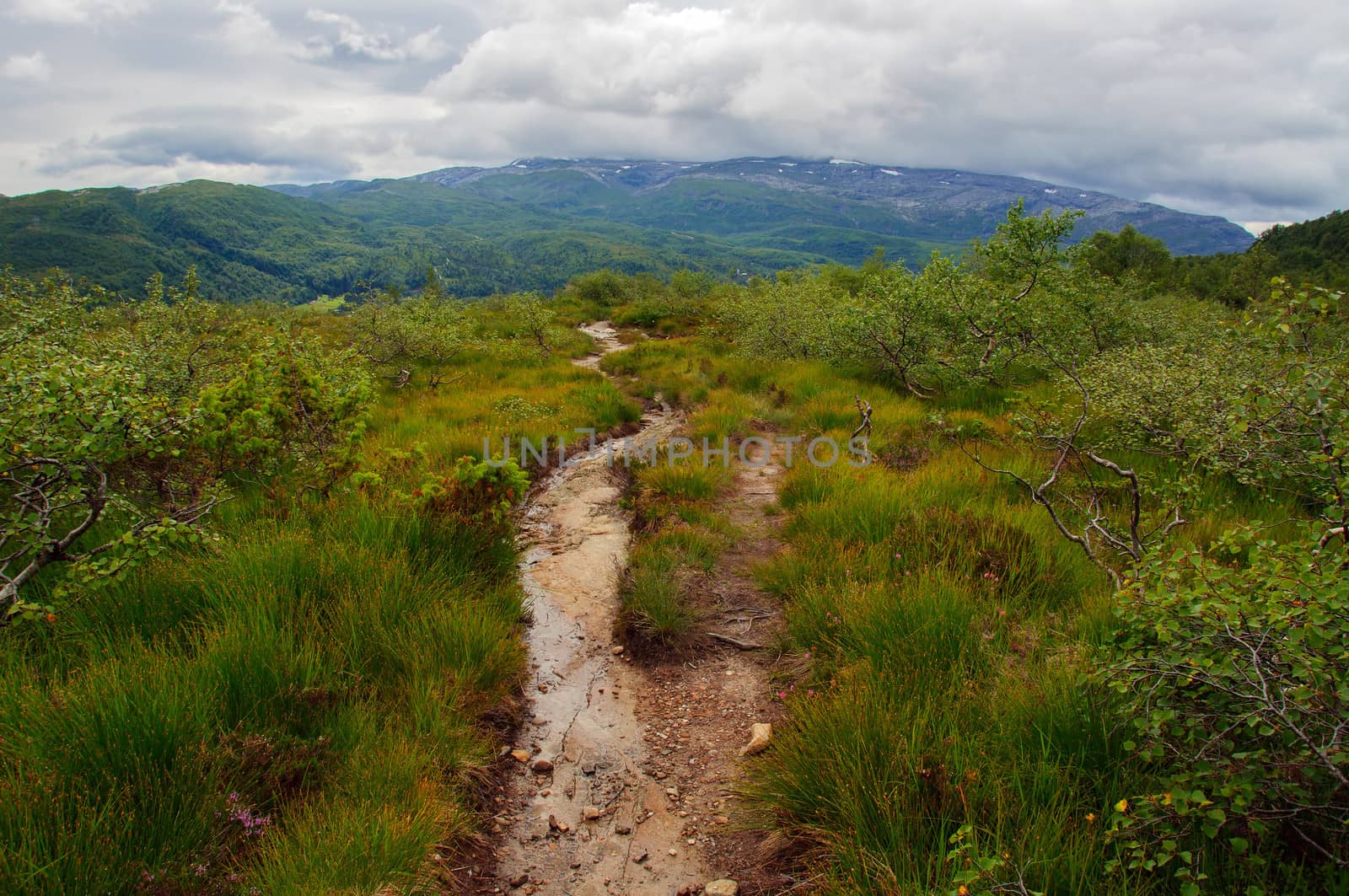 Footpath in the mountains surrounded by dwarf birch.  Overcast day with lots of clouds