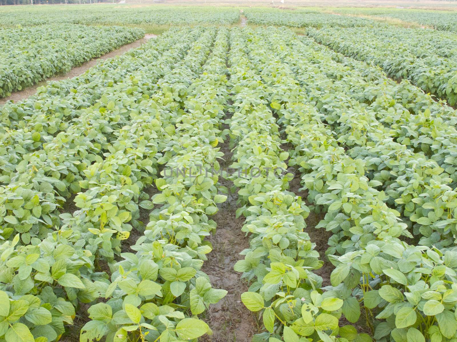 Cultivated seedling soybean field in farmland