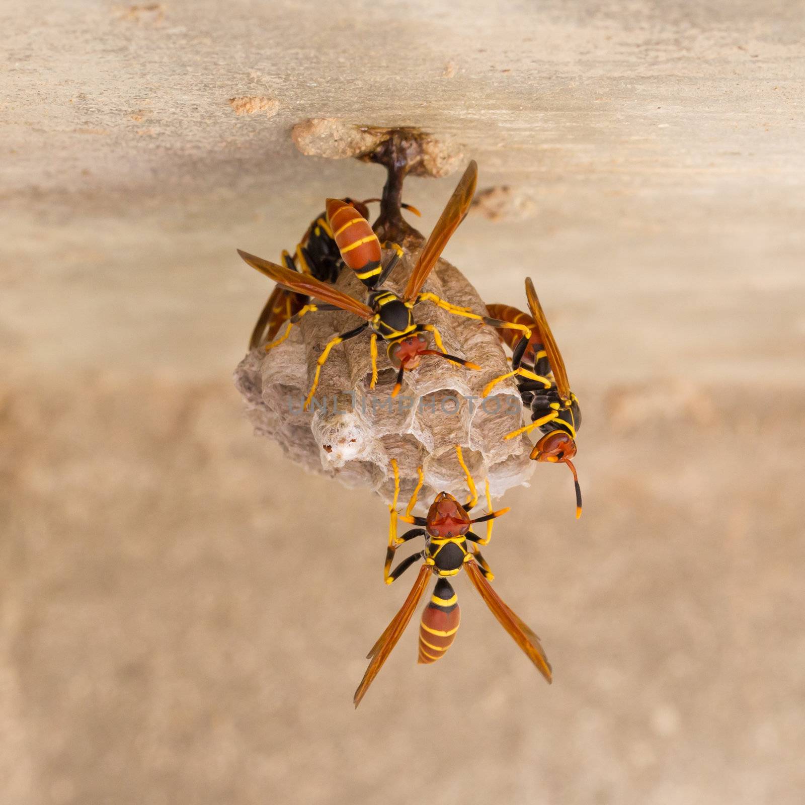 Jack Spaniard wasps on a small nest by michaklootwijk