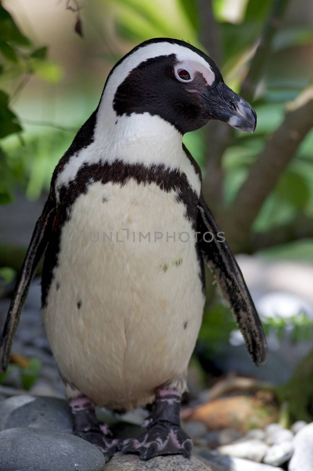 Close-up of an African Penguin full figur