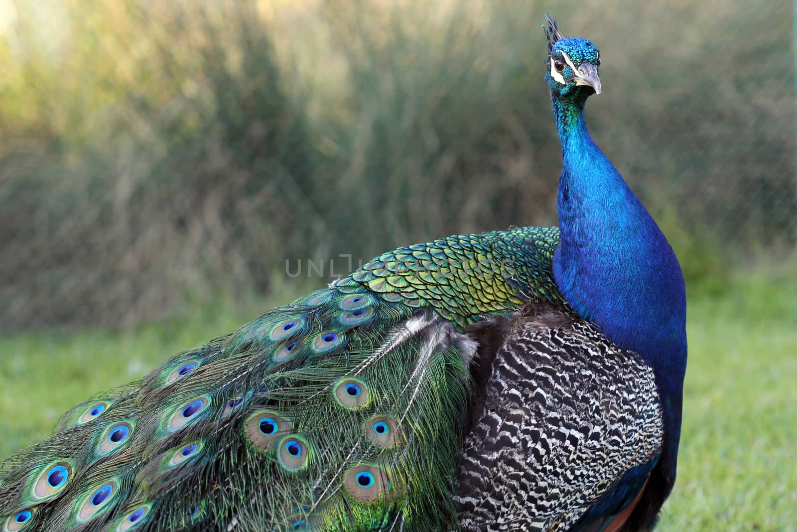 beautiful peacock with colorful feathers