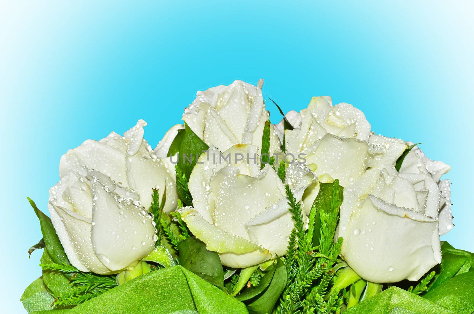 Bouquet of white roses on blue background