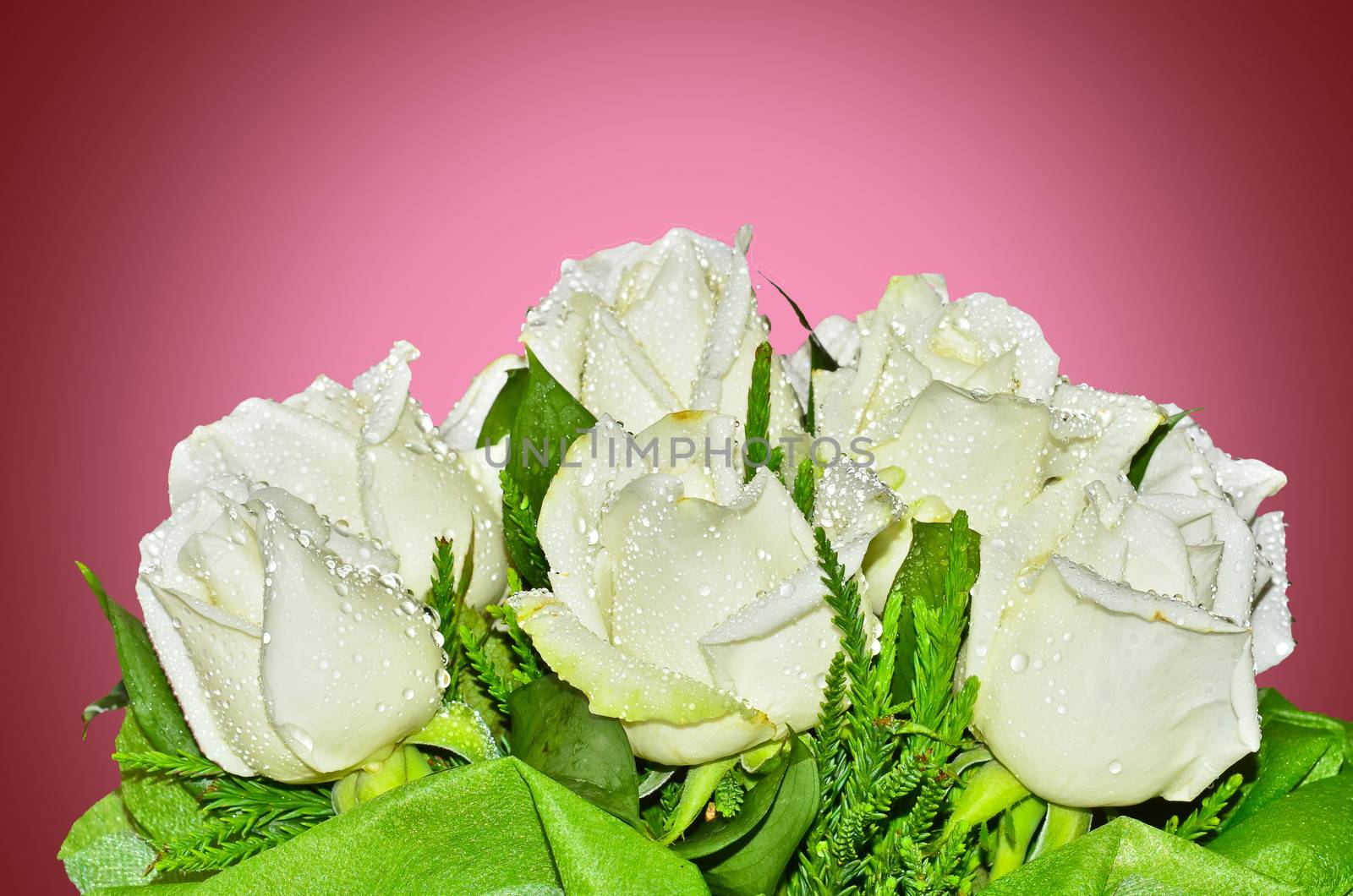 Bouquet of white roses on red background