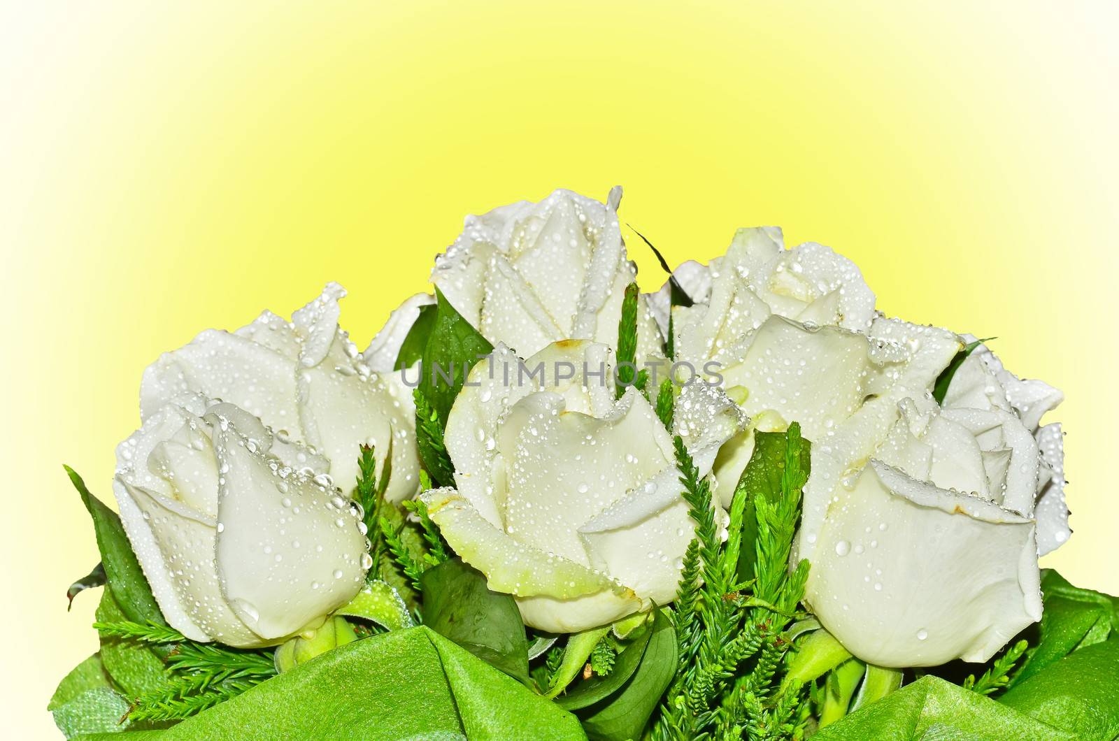 Bouquet of white roses on yellow background